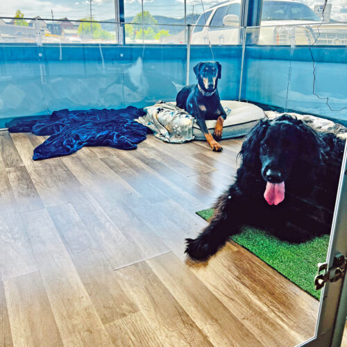 daycare dogs