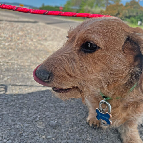 Daycare Dog