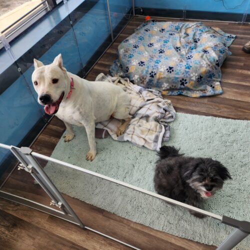 Daycare Dogs